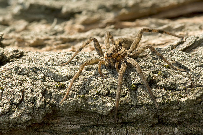 Hogna radiata
